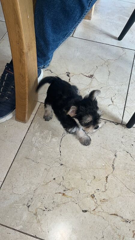 Yorkshire Terrier puppies for sale in Enniskillen, County Fermanagh – 7 weeks old