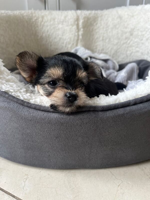 Yorkshire Terrier puppies for sale in Enniskillen, County Fermanagh – 7 weeks old - Image 2 of 3