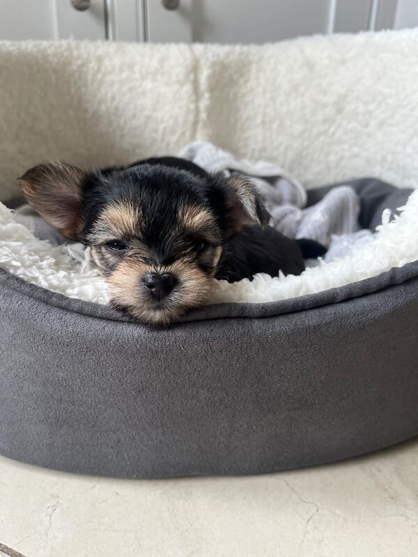 Yorkshire Terrier puppies for sale in Enniskillen, County Fermanagh – 7 weeks old - Image 3 of 3