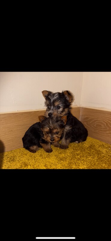 Yorkshire puppies for sale - Image 2 of 3