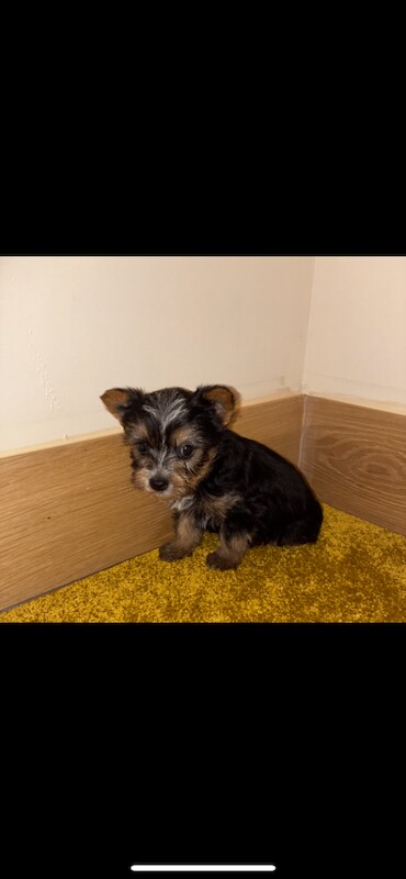 Yorkshire puppies for sale - Image 3 of 3