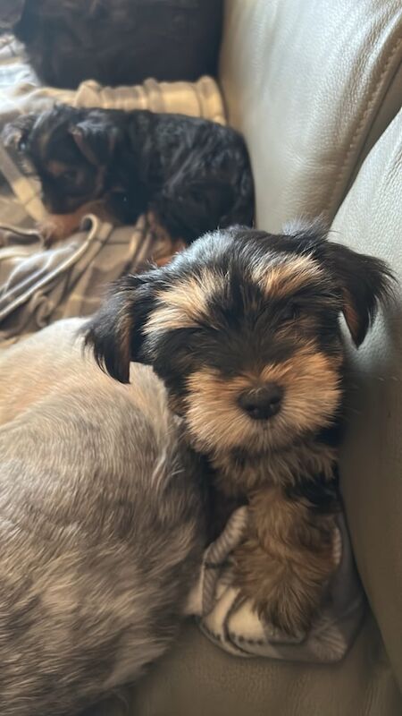Yorkshire Terrier puppies for sale in Kilwinning, Ayrshire and Arran – 8 weeks old