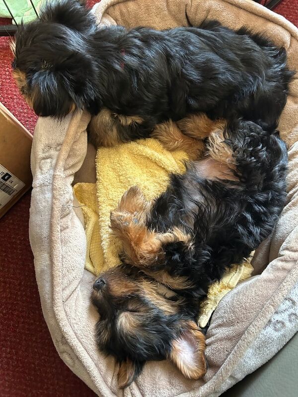 Yorkshire Terrier puppies for sale in Kilwinning, Ayrshire and Arran – 8 weeks old - Image 2 of 3