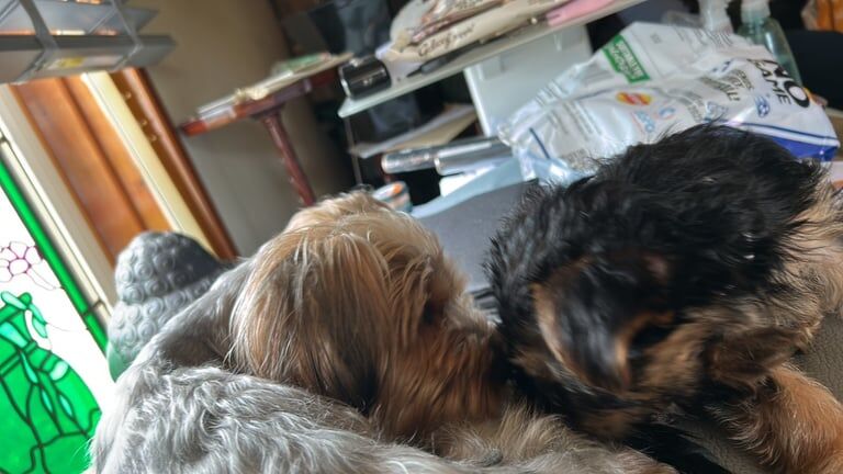 Yorkshire Terrier puppies for sale in Kilwinning, Ayrshire and Arran – 8 weeks old - Image 3 of 3