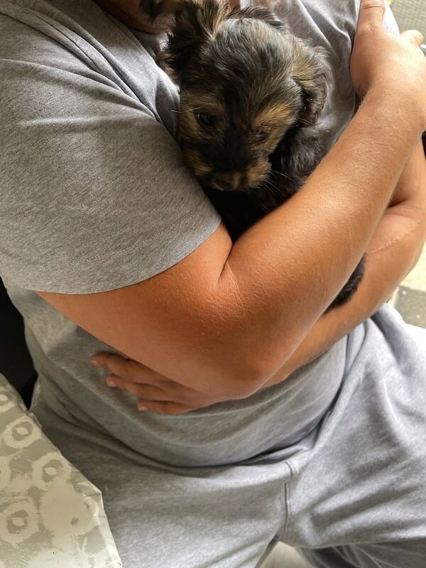 Yorkshire Terrier puppies for sale in Eaton Socon, Cambridgeshire – 8 weeks old