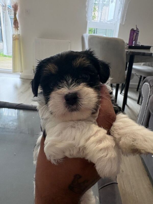 Yorkie Puppies For Sale