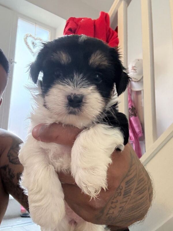 Yorkshire puppy Female - Image 2 of 2