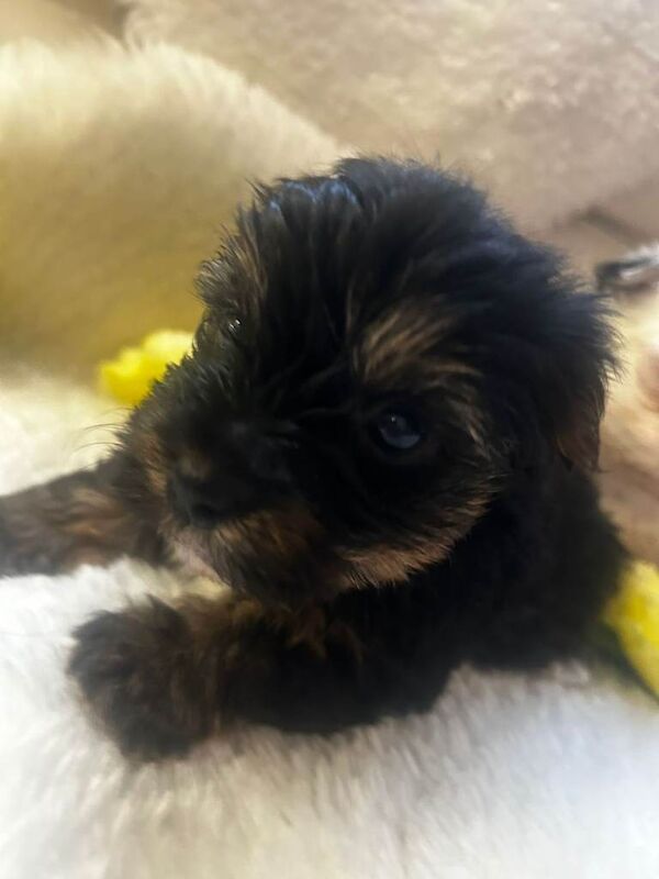 Yorkshire pups for sale - Image 2 of 4