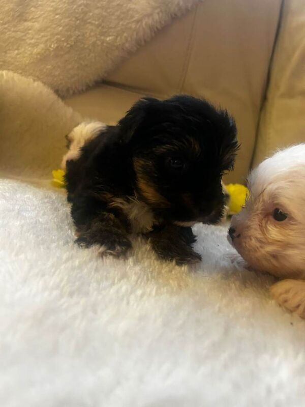 Yorkshire pups for sale - Image 3 of 4