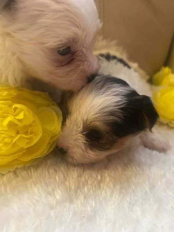 Yorkshire pups for sale - Image 4 of 4