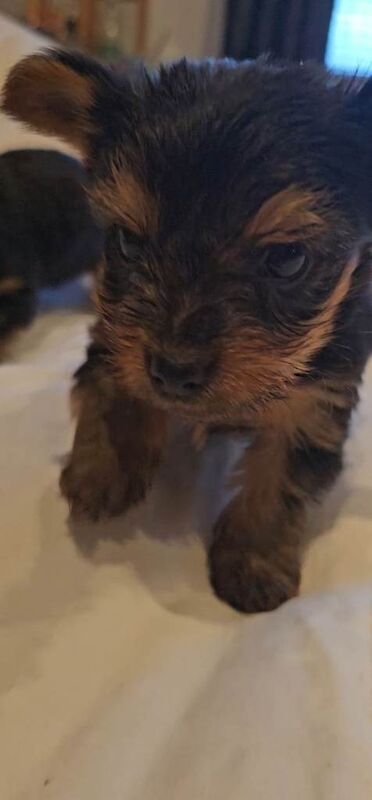 Yorkie Puppies For Sale