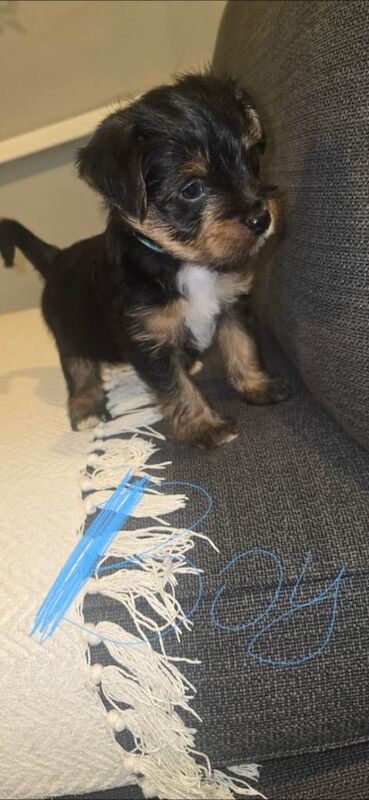 Yorkshire Terrier puppies for sale in Wolverhampton, West Midlands – 8 weeks old