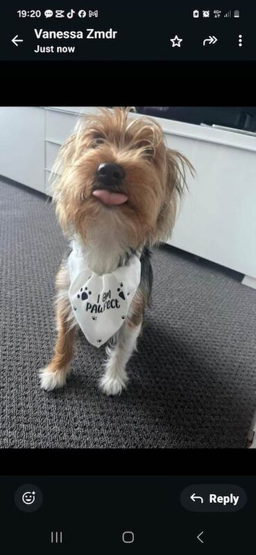 Yorkshire Terrier puppies for sale in Wolverhampton, West Midlands – 8 weeks old - Image 2 of 3