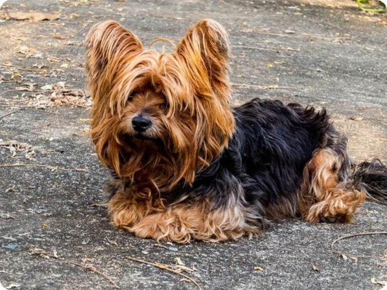 Yorkshire Terrier puppies for sale in Wolverhampton, West Midlands – 8 weeks old - Image 3 of 3