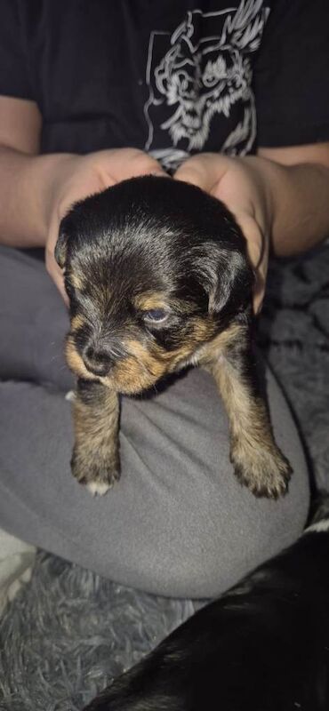Yorkshire Terrier puppies for sale in Wolverhampton, West Midlands – 5 weeks old
