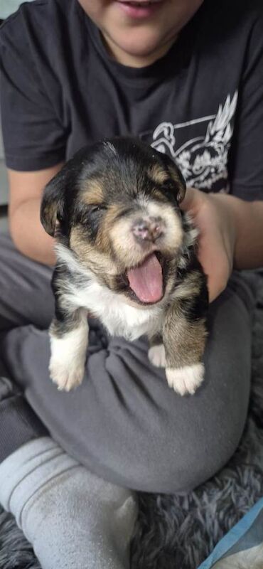 Yorkshire Terrier puppies for sale in Wolverhampton, West Midlands – 6 weeks old - Image 2 of 4