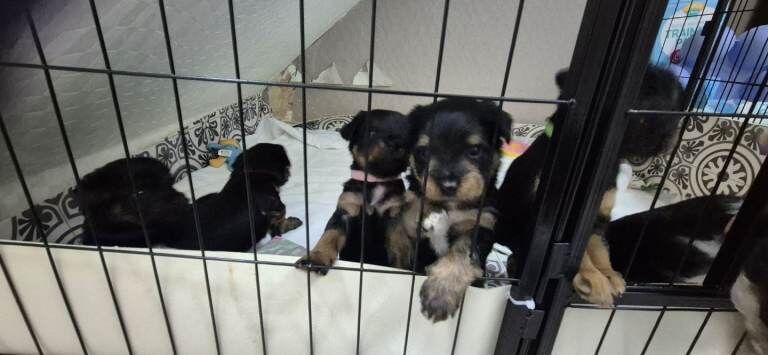 Yorkshire Terrier puppies for sale in Wolverhampton, West Midlands – 6 weeks old - Image 3 of 4
