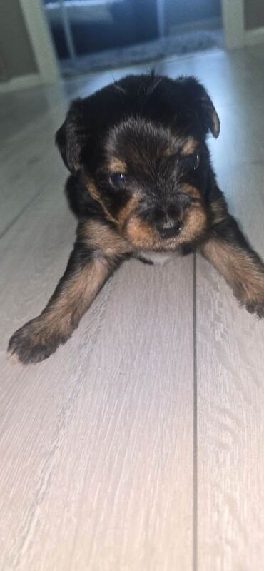 Yorkshire Terrier Puppies For Sale Under £1,000