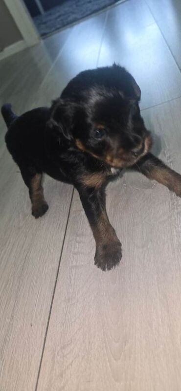 Yorkshire Terrier puppies for sale in Wolverhampton, West Midlands – 4 weeks old - Image 2 of 6