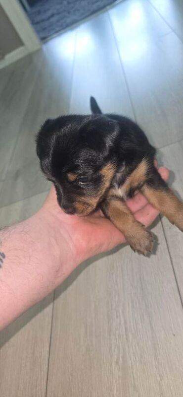 Yorkshire Terrier puppies for sale in Wolverhampton, West Midlands – 4 weeks old - Image 3 of 6