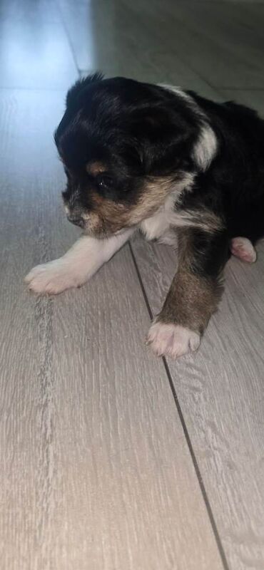 Yorkshire Terrier puppies for sale in Wolverhampton, West Midlands – 4 weeks old - Image 4 of 6