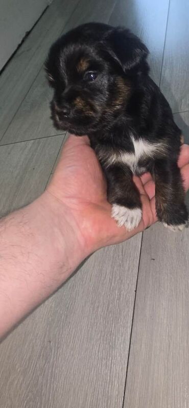 Yorkshire Terrier puppies for sale in Wolverhampton, West Midlands – 4 weeks old - Image 5 of 6