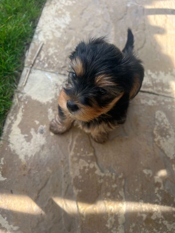 Yorkshire Terrier puppies for sale in Colchester, Essex – 7 weeks old - Image 2 of 5