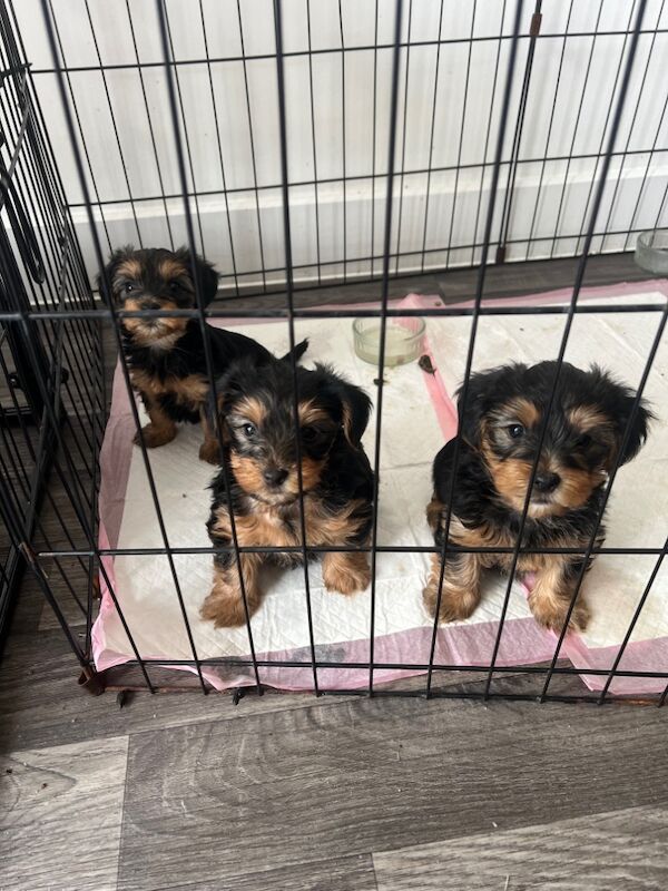 Yorkshire Terrier puppies for sale in Colchester, Essex – 7 weeks old - Image 3 of 5