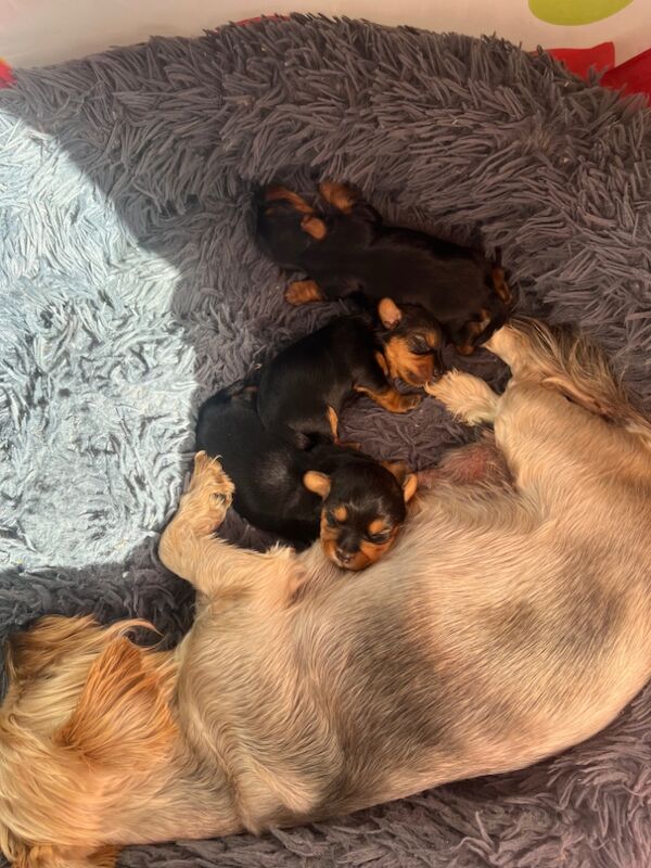 Yorkshire Terrier puppies for sale in Colchester, Essex – 7 weeks old - Image 4 of 5