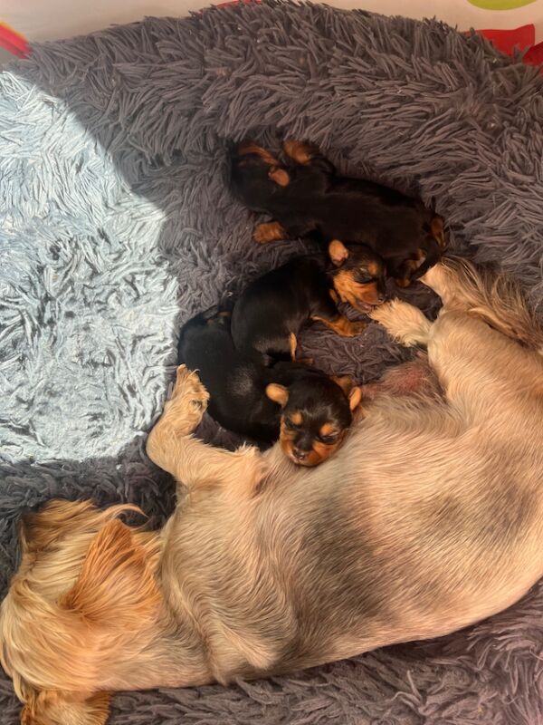 Yorkshire Terrier puppies for sale in Colchester, Essex – 7 weeks old - Image 5 of 5
