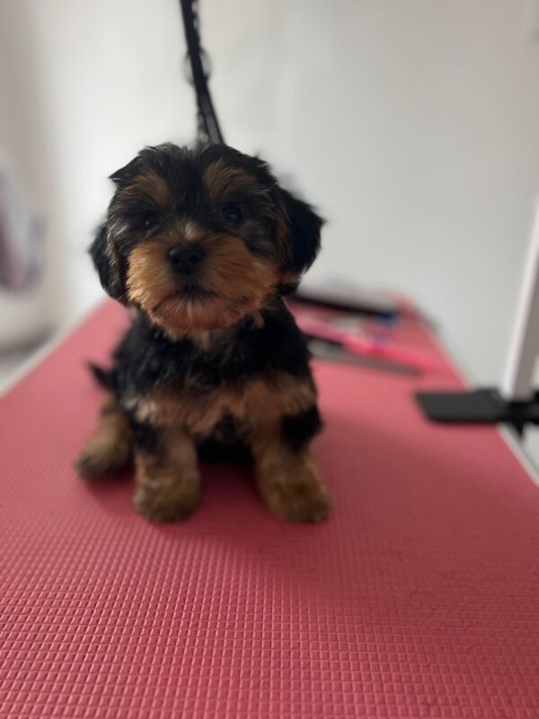 Yorkshire Terrier puppies for sale in Colchester, Essex – 8 weeks old