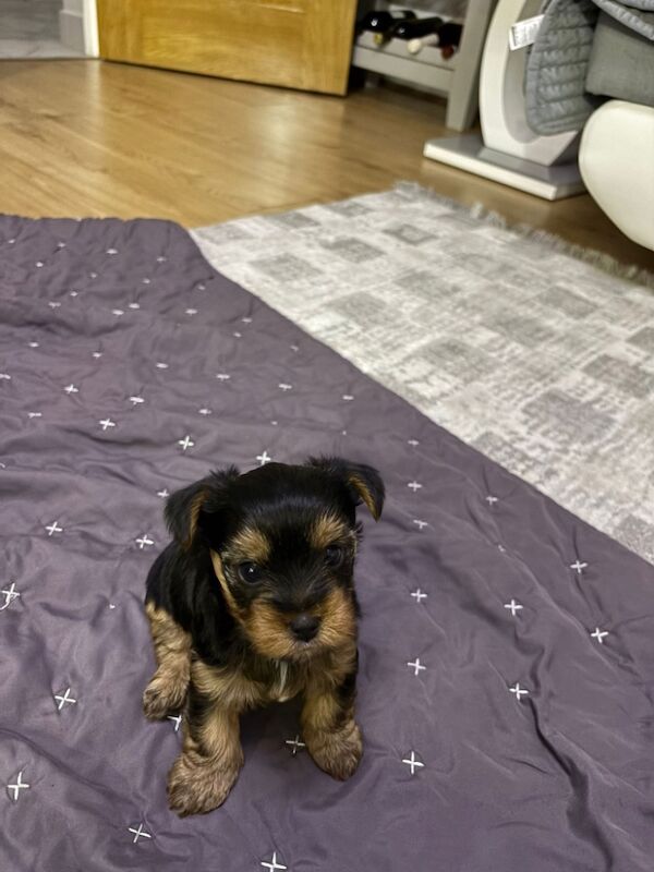 Yorkshire terrier for sale in Harlow, Essex | Image 2