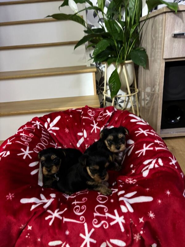 Yorkshire terrier for sale in Harlow, Essex | Image 3