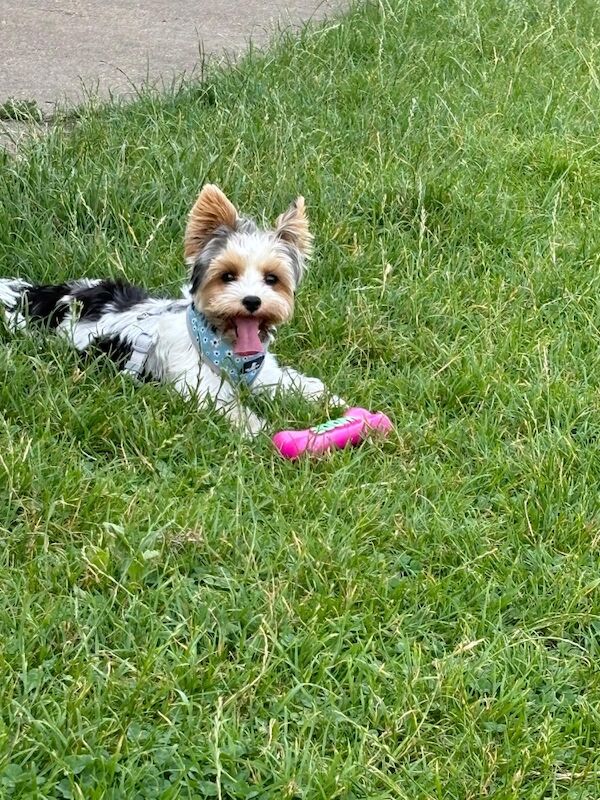 Yorkshire terrier for sale in Harlow, Essex | Image 4