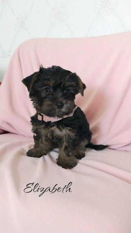 Yorkshire Terrier puppies for sale in Scunthorpe, Lincolnshire – 9 weeks old