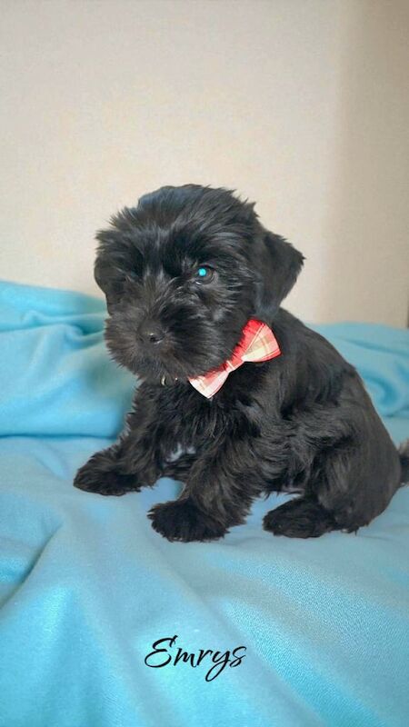 Yorkshire Terrier puppies for sale in Scunthorpe, Lincolnshire – 9 weeks old - Image 2 of 3