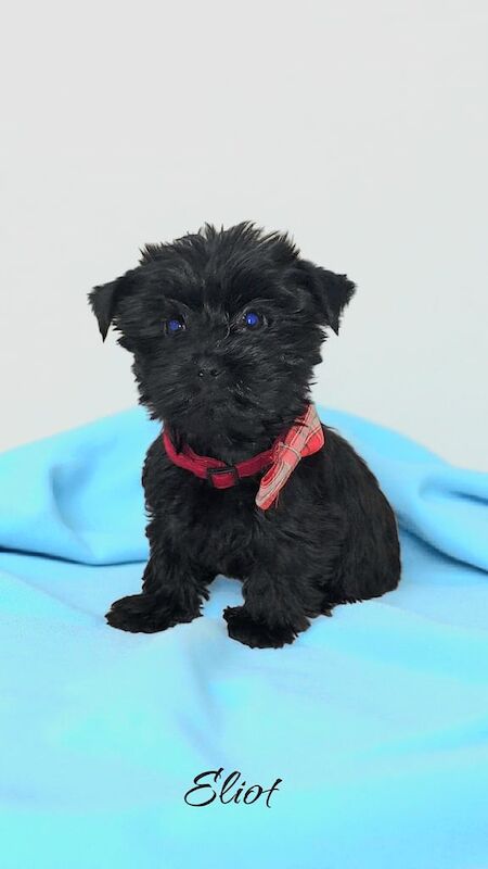 Yorkshire Terrier puppies for sale in Scunthorpe, Lincolnshire – 9 weeks old - Image 3 of 3