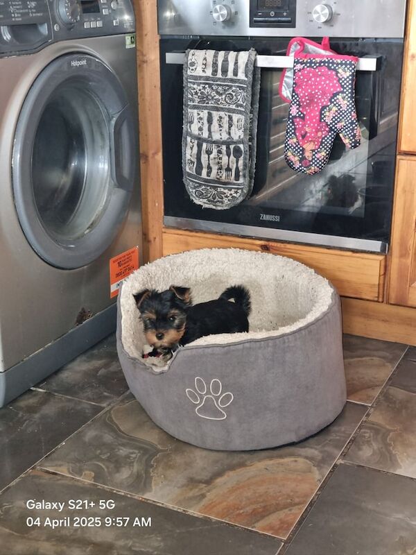 Yorkshire terrier for sale in Londonderry, County Londonderry