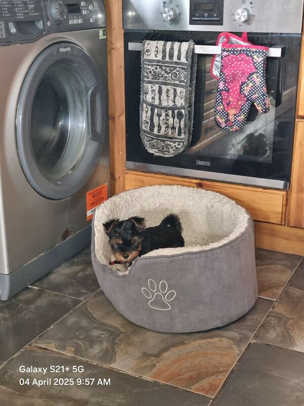 Yorkshire terrier for sale in Londonderry, County Londonderry - Image 2