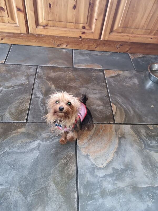 Yorkshire terrier for sale in Londonderry, County Londonderry - Image 3