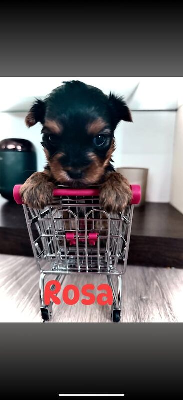 Yorkshire Terrier puppies for sale in Backwell, Somerset – 8 months old - Image 1 of 3