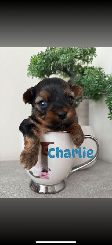 Yorkshire Terrier puppies for sale in Backwell, Somerset – 8 months old - Image 2 of 3