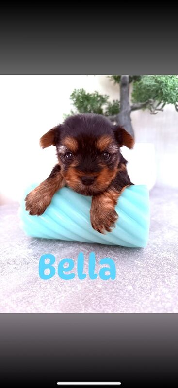Yorkshire Terrier puppies for sale in Backwell, Somerset – 8 months old - Image 3 of 3