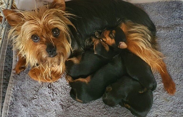 Yorkshire terrier for sale in Newry, County Armagh