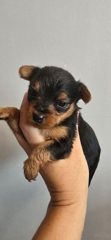 Yorkshire terrier for sale in Newry, County Armagh | Image 2