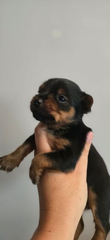 Yorkshire terrier for sale in Newry, County Armagh | Image 3