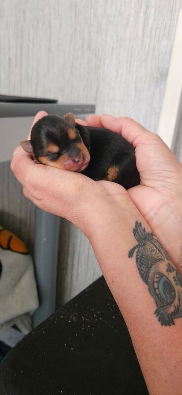Yorkshire Terrier for sale in Stirling, Stirling and Falkirk