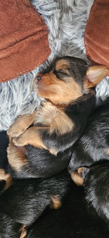 Yorkshire Terrier for sale in Stirling, Stirling and Falkirk | Image 2