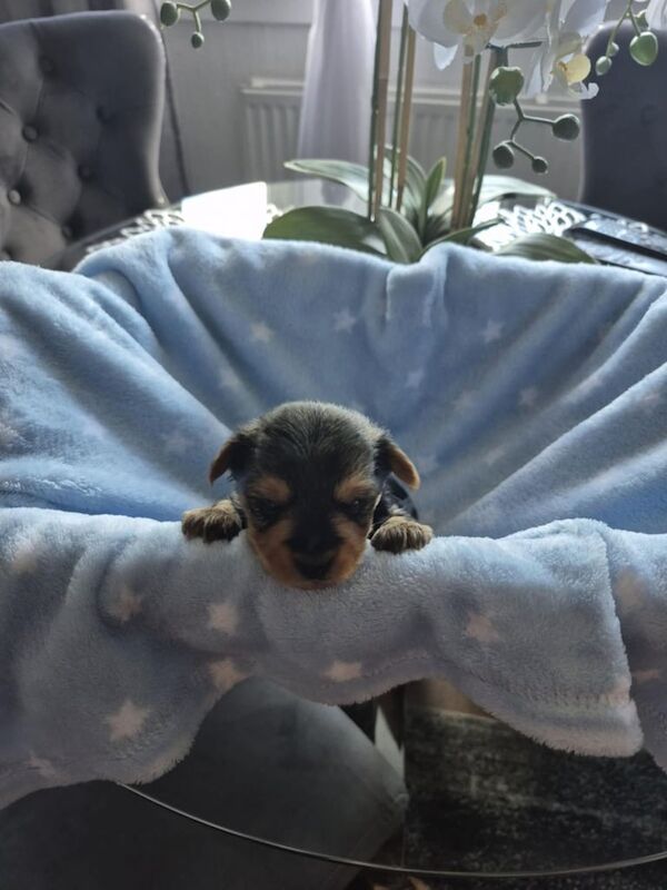 Yorkshire Terrier for sale in Stirling, Stirling and Falkirk | Image 3