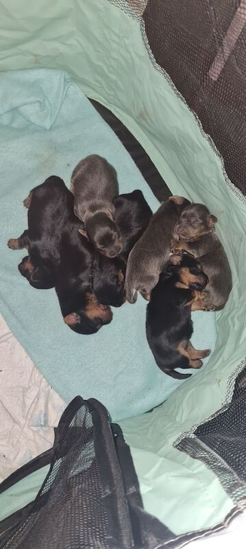 Yorkshire Terrier for sale in South Shields, Tyne and Wear